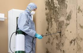 Best Asbestos and Lead Testing During Mold Inspection  in Park Forest, IL